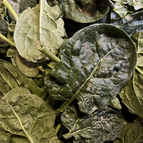 Épinard origine France 3,5€/kg