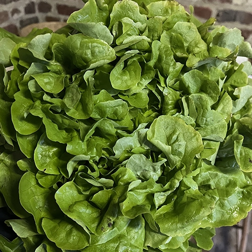 Salade type feuille de chêne origine France