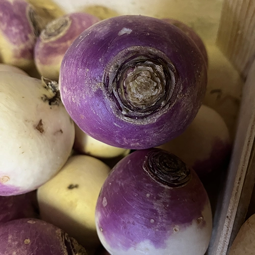 Navet origine France 1,80€/kg