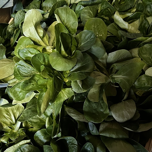 Mâche origine France 25€/kg