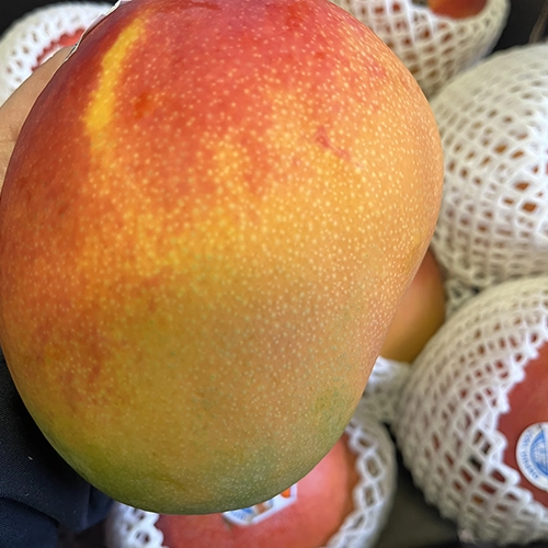 Mangue origine Pérou 10,50€/kg