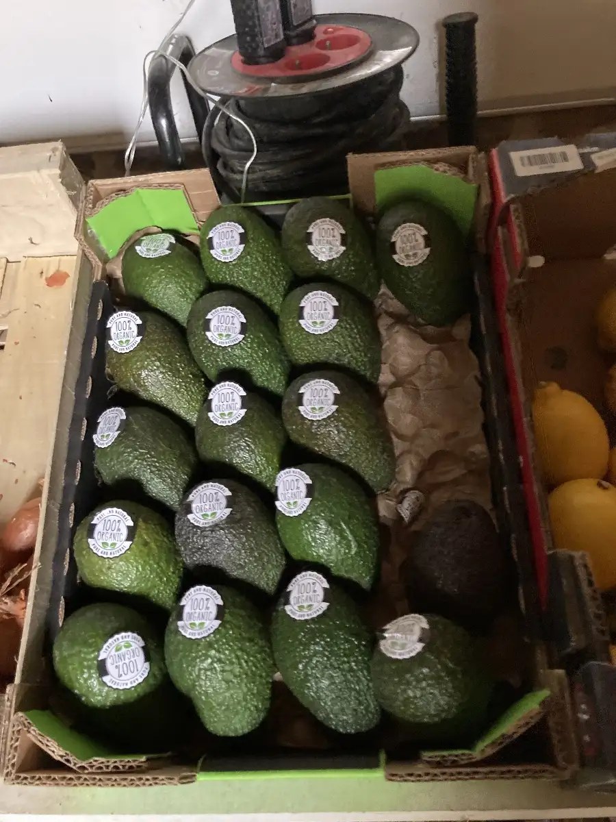 Avocat origine Pérou