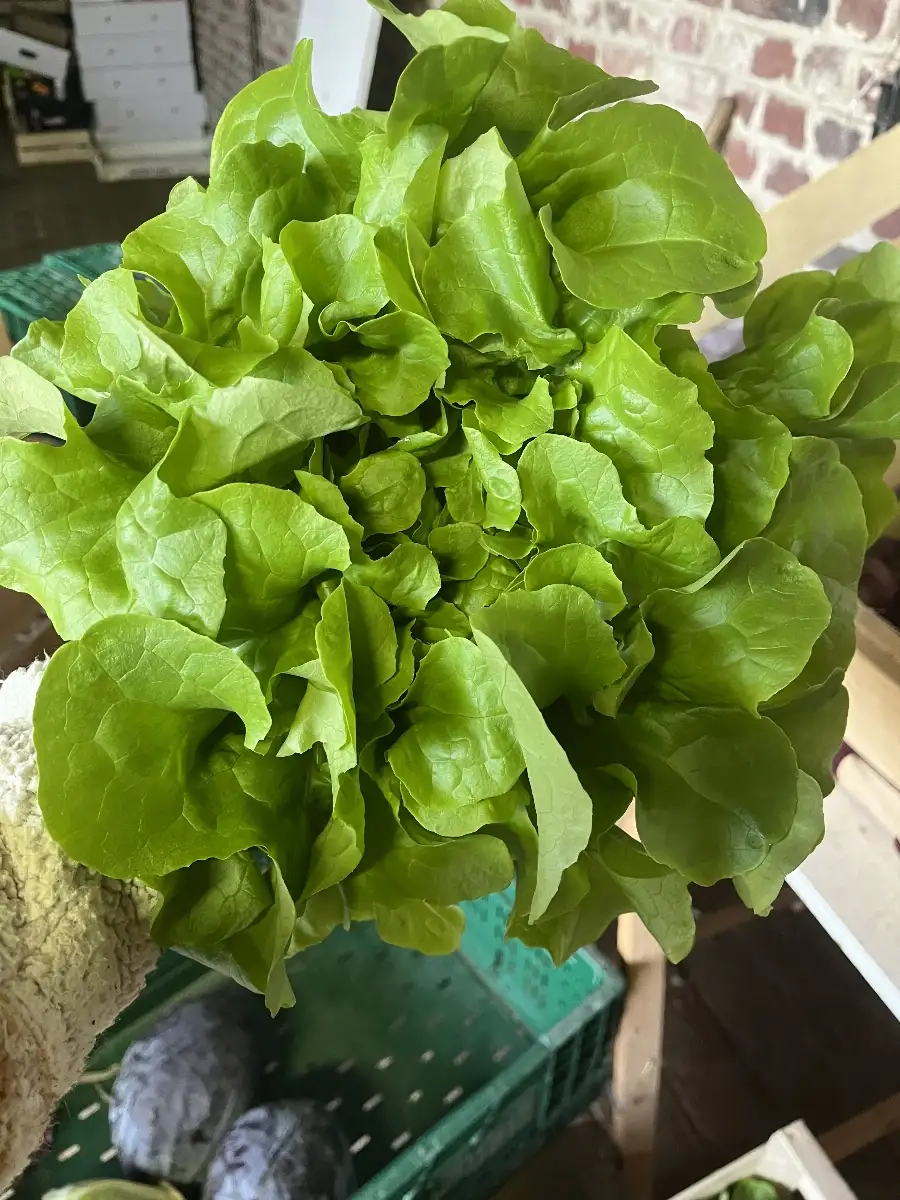 Salades de l’exploitation