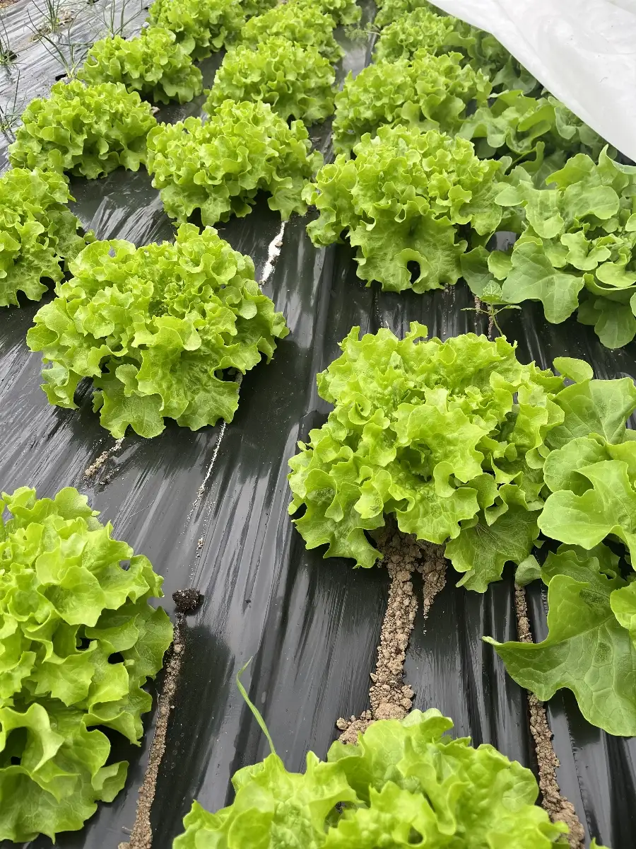 Salades de l’exploitation