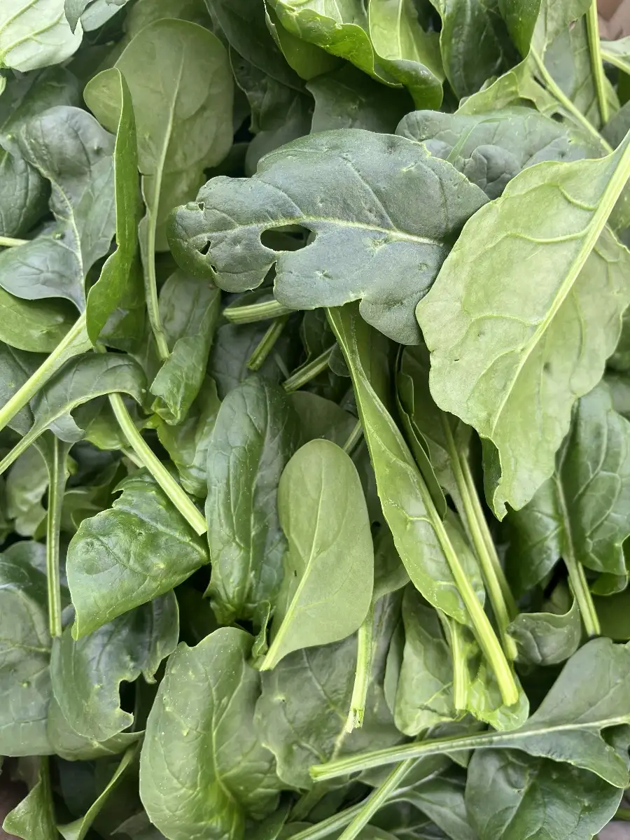 Épinard origine France 8€/kg